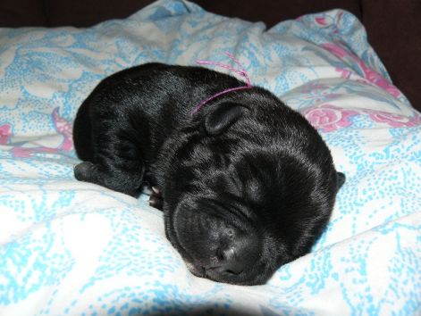 dottie_1_week_2.jpg dottie_1_week_2.jpg