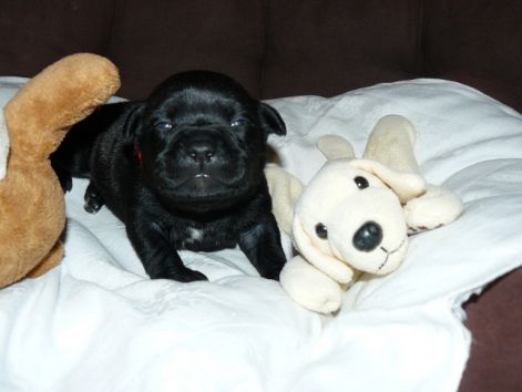 dottie_2_weeks.jpg dottie_2_weeks.jpg