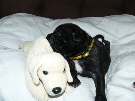 sissy_2_weeks.jpg sissy_2_weeks.jpg